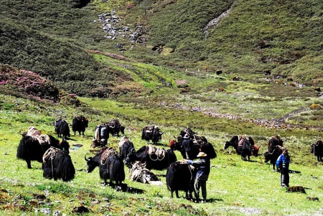 Jhomolhari round Trekking